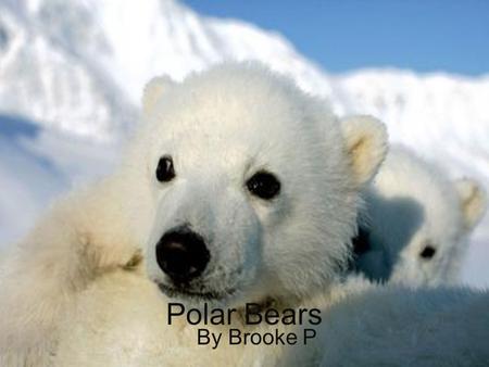 Polar Bears By Brooke P. Physical Characteristics Covered in thick creamy white fur. Female polar bears are smaller than eight feet long. An average male.
