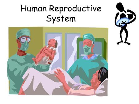 Human Reproductive System. Function of the reproductive system 1.To carry on the species and reproduce 2.Male reproductive cell – sperm 3.Female reproductive.