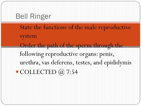 Bell Ringer State the functions of the male reproductive system Order the path of the sperm through the following reproductive organs: penis, urethra,