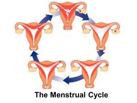 The Menstrual Cycle.  Releasing of one egg (ovulation) every month from the ovaries  4 steps: Preparing the egg Releasing egg Preparing the endometrium.