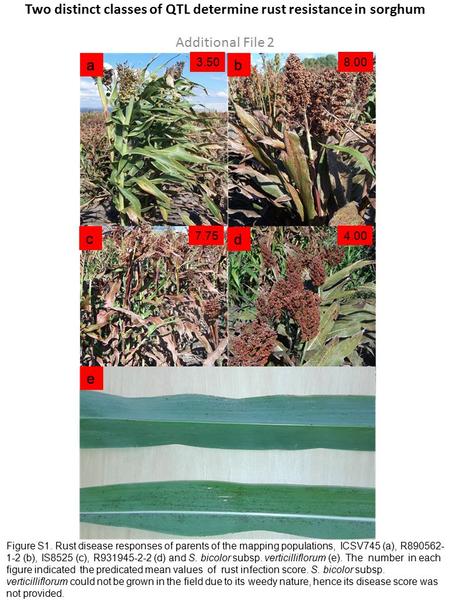 Figure S1. Rust disease responses of parents of the mapping populations, ICSV745 (a), R890562- 1-2 (b), IS8525 (c), R931945-2-2 (d) and S. bicolor subsp.