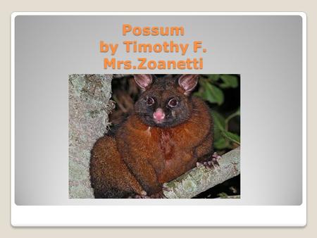 Possum by Timothy F. Mrs.Zoanetti Appearance Silver, Gray, Silver-Gray, Brown, Dark Red, Black, Gold. Long Tail, Fur, Females have babies in a pouch.