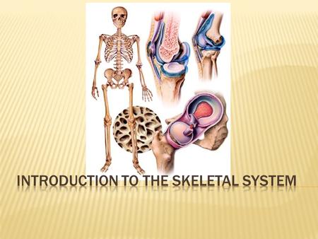  Histology of Bone Tissue  Bone Function and Structure  Bone Growth & Development  Joints  The Axial Skeleton  The Pectoral Girdle  The Upper Limbs.