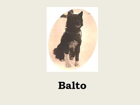 Balto. Balto and his team lined up in Nome, probably just after the serum run.