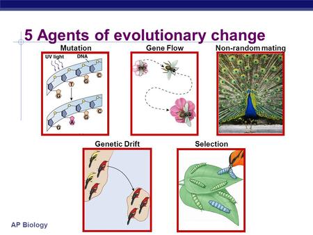AP Biology 5 Agents of evolutionary change MutationGene Flow Genetic DriftSelection Non-random mating.