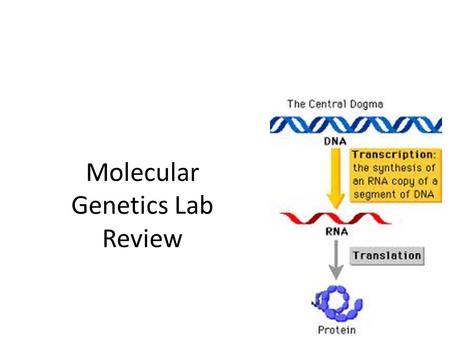 Molecular Genetics Lab Review. Bacterial Transformation Genetic transformation—host organism takes in and expresses foreign DNA Genetic engineering—manipulation.