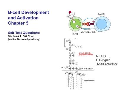 B-cell Development and Activation Chapter 5 Self-Test Questions: Sections A, B & C: all (section D covered previously) A LPS a TI-type1 B-cell activator.