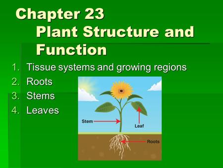 Chapter 23 Plant Structure and Function