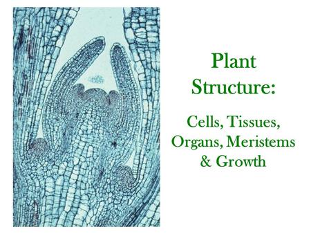 Plant Structure: Cells, Tissues, Organs, Meristems & Growth