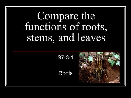 Compare the functions of roots, stems, and leaves S7-3-1 Roots.