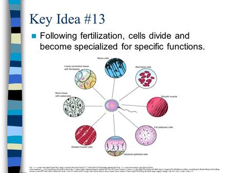 Key Idea #13 Following fertilization, cells divide and become specialized for specific functions. http://www.google.com/imgres?imgurl=http://image.wistatutor.com/content/feed/u2077/Multicellular%2520Organisms.jpg&imgrefurl=http://www.tutorvista.com/topic/