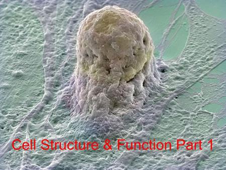 Cell Structure & Function Part 1