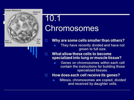 10.1 Chromosomes  Why are some cells smaller than others? They have recently divided and have not grown to full size.  What allow these cells to become.