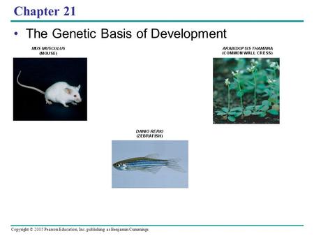 Copyright © 2005 Pearson Education, Inc. publishing as Benjamin Cummings Chapter 21 The Genetic Basis of Development.