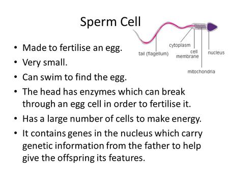Made to fertilise an egg. Very small. Can swim to find the egg. The head has enzymes which can break through an egg cell in order to fertilise it. Has.