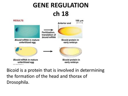 GENE REGULATION ch 18 CH18 Bicoid is a protein that is involved in determining the formation of the head and thorax of Drosophila.