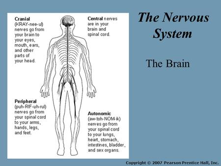 Copyright © 2007 Pearson Prentice Hall, Inc. The Brain The Nervous System.