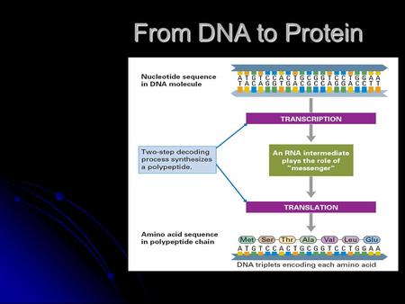 From DNA to Protein. Transcription Translation The Genetic Code.