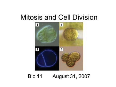 Mitosis and Cell Division Bio 11 August 31, 2007.