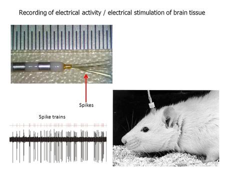 Recording of electrical activity / electrical stimulation of brain tissue Spike trains Spikes.
