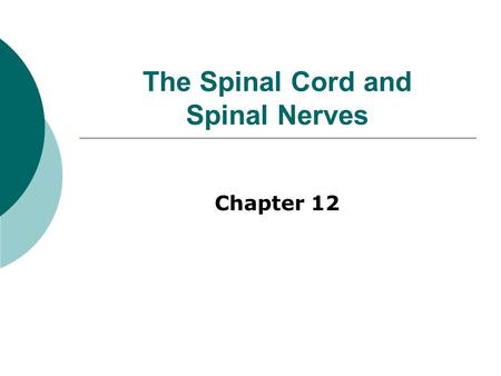 The Spinal Cord and Spinal Nerves Chapter 12. THE SPINAL CORD.