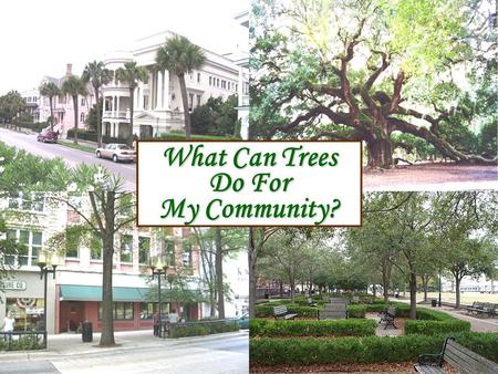 What Can Trees Do For My Community?. Jim Self Center Strom Thurmond Institute Clemson University Trees Help Reduce The Greenhouse Effect Issue: Poor air.