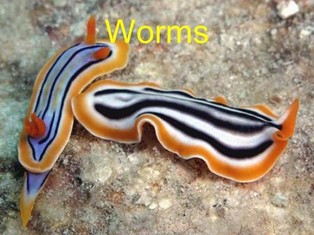 Worms Flatworms Bilateral symmetry No coelum Has organs & systems 3 body layers –Ectoderm –Mesoderm –Endoderm Gasses pass in/out by diffusion Anterior.