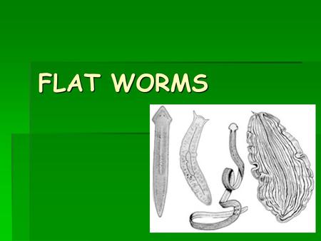 FLAT WORMS.