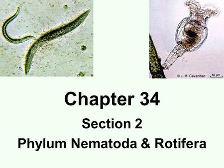 Chapter 34 Section 2 Phylum Nematoda & Rotifera. Phylum Nematoda Roundworms (pseudocoelomates) Bilaterally symmetrical 1mm-120mm (4 feet) Digestive tract.