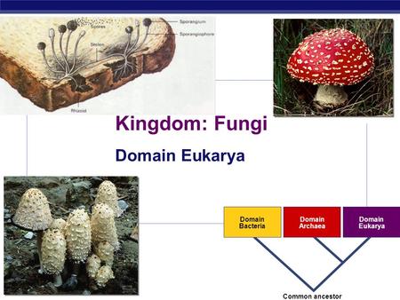 Kingdom: Fungi Domain Eukarya Domain Bacteria Archaea Eukarya