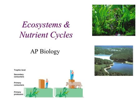 Ecosystems & Nutrient Cycles AP Biology Trophic Relationships.