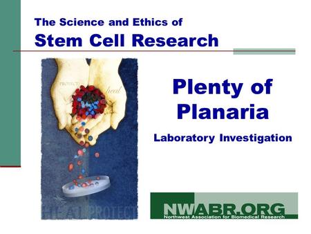 Plenty of Planaria Laboratory Investigation The Science and Ethics of Stem Cell Research.