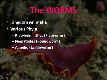 The WORMS Kingdom Animalia Various Phyla Platyhelminthes (Flatworms)