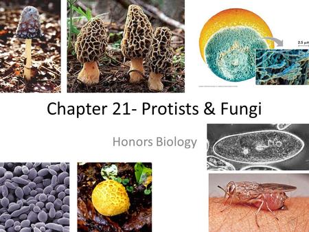 Chapter 21- Protists & Fungi Honors Biology. I. Protist Classification A. The 1 st Eukaryotes 1. Part of the kingdom Protista 2. Placed in the kingdom.