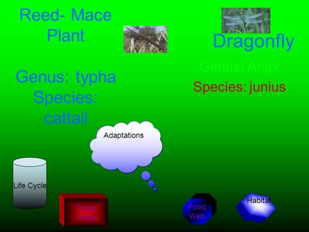 Reed- Mace Plant Genus: typha Species: cattail