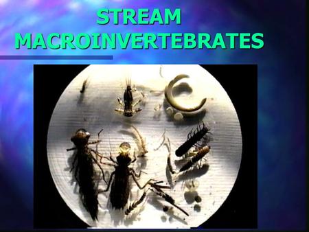 STREAM MACROINVERTEBRATES. Biotic Indicators Why are they Important? Easy to find and collect Easy to find and collect Live in water most of their life.