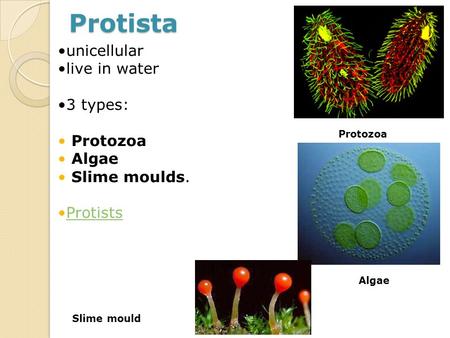 Protista unicellular live in water 3 types: Protozoa Algae
