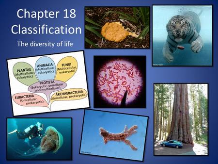Chapter 18 Classification The diversity of life. Why is it necessary to classify? 1.5 million species on the planet so all creatures must be organized.
