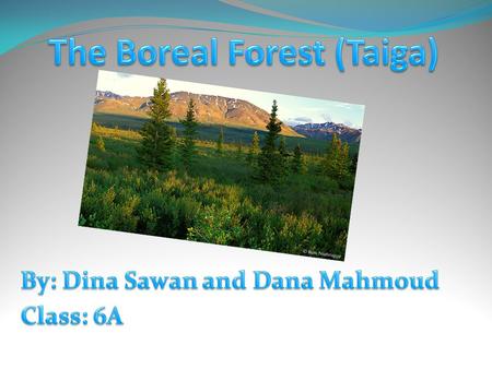 The Biome Taiga. - ppt download