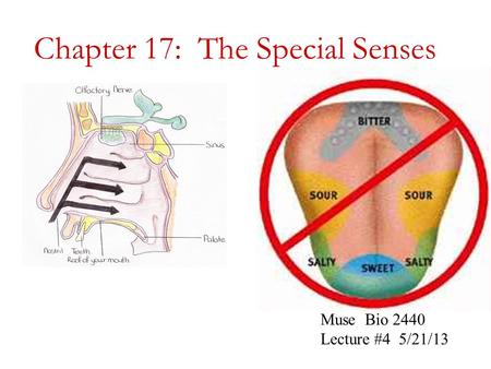 Chapter 17: The Special Senses