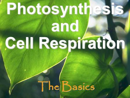 The Basics Photosynthesis and Cell Respiration. Sunlight Powers Life Certain organisms convert energy from sun to chemical energy in food… –S–S–S–Some.