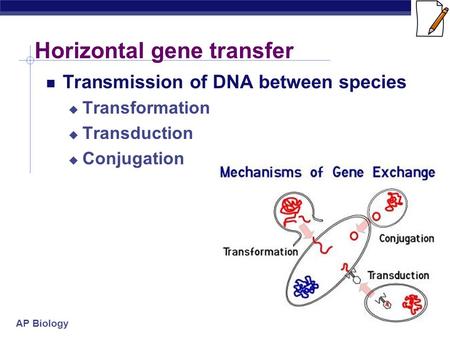 AP Biology Horizontal gene transfer Transmission of DNA between species  Transformation  Transduction  Conjugation.