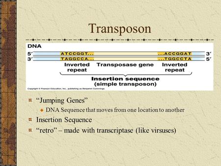 Transposon “Jumping Genes” Insertion Sequence
