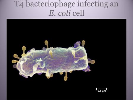 T4 bacteriophage infecting an E. coli cell 0.5  m.