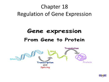 Chapter 18 Regulation of Gene Expression
