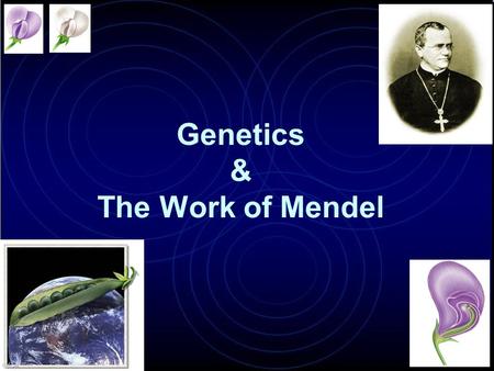Genetics & The Work of Mendel Modern genetics began in the mid-1800s in an abbey garden, where a monk named Gregor Mendel documented inheritance in peas.