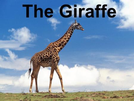 The Giraffe. What is Special about giraffes? Both male and female have horns The giraffe has the longest tail of any land mammal. They can be 8 feet long.