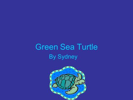 Green Sea Turtle By Sydney. Where does the Green Sea Turtle live? They live in warm oceans near Florida.