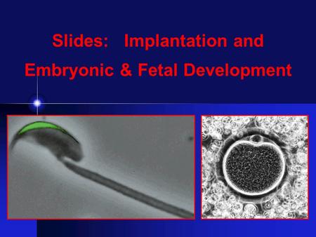 Slides: Implantation and Embryonic & Fetal Development.