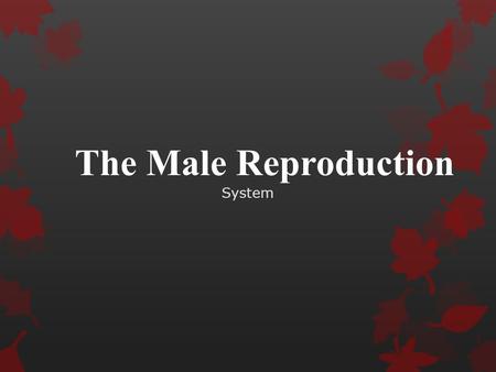 The Male Reproduction System. Internal and External Organs  Internal  Glands & Ducts-storage  Nourish  Transport sperm  External  Produce  Store.